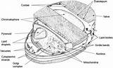 Diatoms Centric Diatom Representation Tes Microscope Lessons 儲存 sketch template