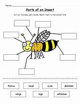 Insect Parts Body Bug Worksheet Cut Paste Insects Label Preschool Grade Diagram Kindergarten Ant Insectes Bee Worksheets Kids Activities Bugs sketch template
