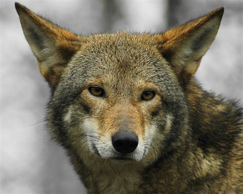 fantastica animal  red wolf