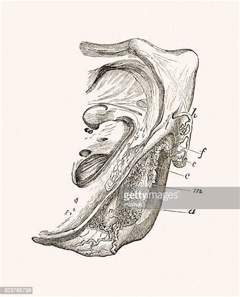 klitoris bildbanker med illustrationer och tecknat getty images