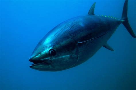 withdrawn bluefin tuna   uk govuk