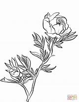 Peony Coloring Pages Drawing Line Flowers Printable Getdrawings sketch template