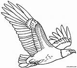Eagles Adler Bald Ausdrucken Flying Getdrawings Cool2bkids Malvorlagen Template Getcolorings sketch template