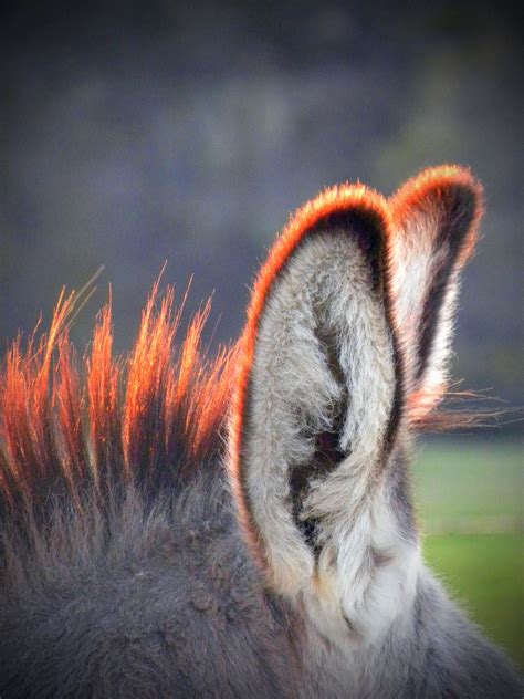 donkey earsat sunset  love  rub  fuzzy tips   minis