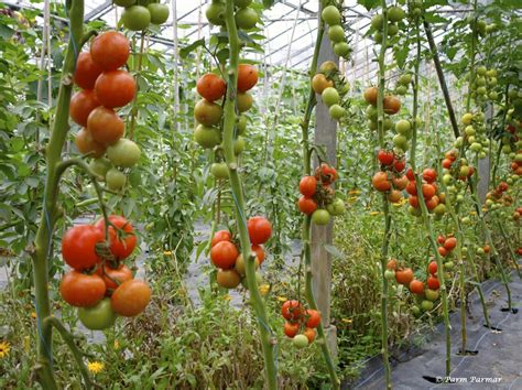 grow tomatoes  kitchen garden   grow roma tomatoes