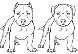 Pitbull Coloring Pages sketch template