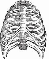 Heart Human Drawing Anatomy Coloring Skeleton Rib Cage Clipart Circulation Pulmonary Real Cliparts Draw Anatomical Clipartpanda Lungs Body Color Bones sketch template