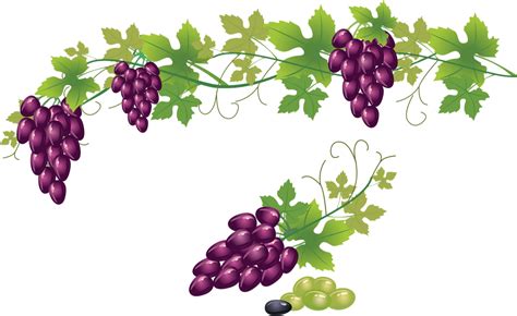 raisin png tube fruit vendanges trauben grapes png