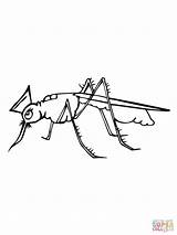 Mosquito Coloring Cute Color Pages Online Getcolorings Printable sketch template