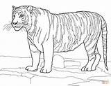 Coloring Tiger Bengal Pages Printable sketch template