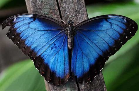 beautiful butterflies   world