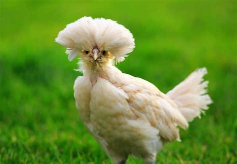 Polish Chicken Breed Guide Eggs Variety Size Care And Pictures