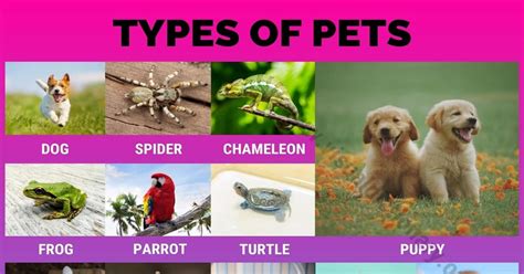 types  pets   types  pets      visual dictionary