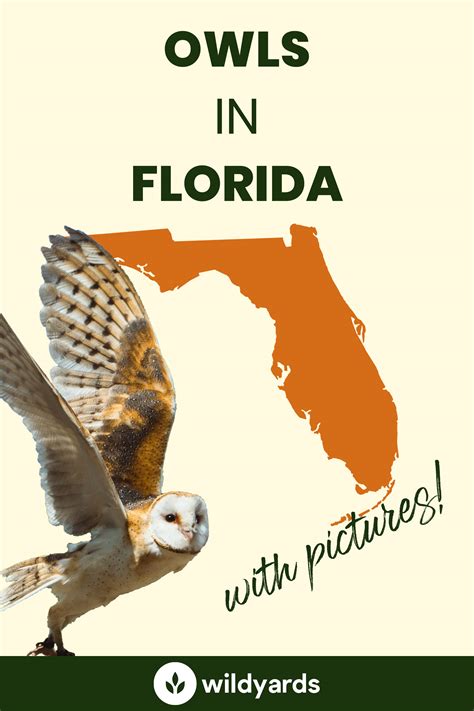 owls  florida  sounds pictures