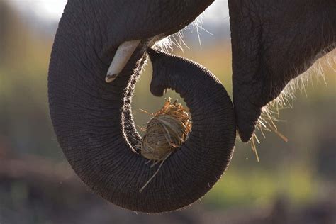 The Trunk Trick That Lets Elephants Pick Up Almost Anything New Scientist