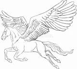 Pegasus Coloring Realistic Pages Stock Silhouette Horse Illustration Vector Motion Running Stallion Detailed Flying Fire Fiery Runs Sketched Arab Round sketch template