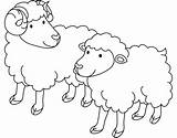 Oveja Owieczki Ovejas Owca Kolorowanka Imprimir Macho Dibujar Rams Hembra Rysunek Dwie Gregge Druku Pecore Kolorowanki Ewe Sheeps Supercoloring Wydruku sketch template