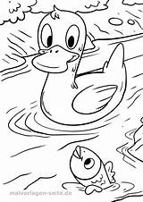 Malvorlage Ente Ausmalbild Enten Entchen Fische Ausmalen Kinderbilder sketch template
