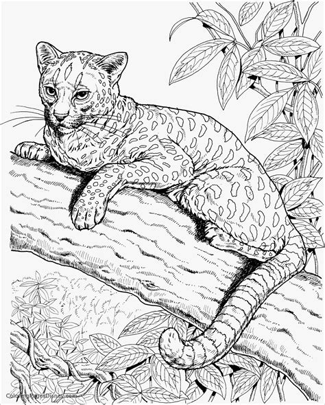 cheetah coloring pages coloringbay