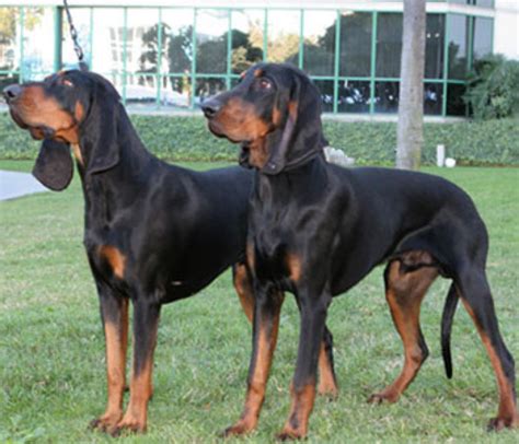 black  tan coonhound mix breed profile puppy dog dwell