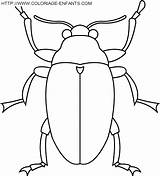 Insectos Paginas sketch template