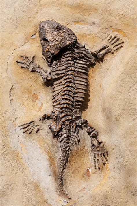 prehistoric fossil  stock photo public domain pictures