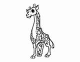 Giraffe Coloring Afican Coloringcrew Okapi sketch template