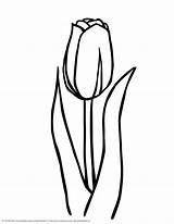Tulip Tulips Outline Printable Coloring Pages Clipart Clip Print Large Flower Drawing Clipartbest Cartoon Easy Choose Board sketch template