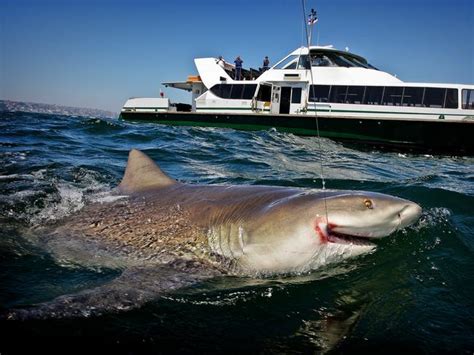 the secret sex life of bull sharks sydney harbour could be used as