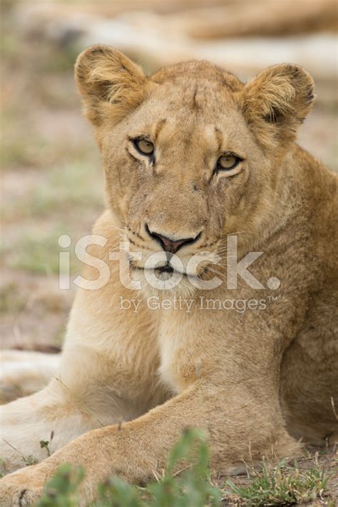 Female African Lion Panthera Leo South Africa Stock