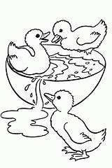 Coloring Pages Duck Hunting Library Clipart Ducklings sketch template