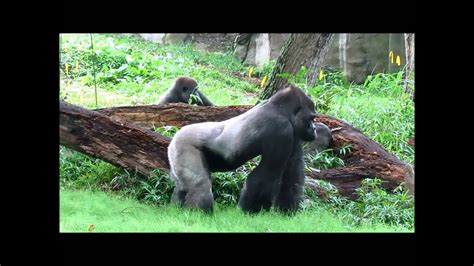 gorilla exhibit reopened youtube