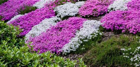 Top 10 Fast Growing Ground Cover Plants
