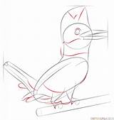 Kingfisher Belted Coloring Draw Step 09kb 575px sketch template