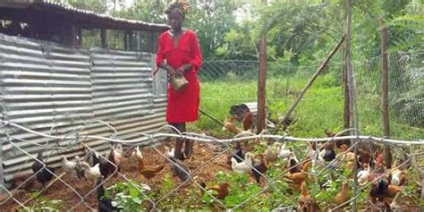 profitable  chicken farming  kenya lacmymages