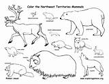 Nunavut Mammals Yukon Canadian Territory Northwest Territories Coloring Canada Color Exploringnature sketch template
