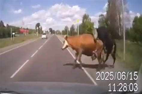 Two Randy Cows Cause Traffic Accident By Mating In The