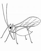 Coloring Locust Colouring Insect Printable Print sketch template