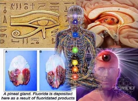 Philosophical Anthropology Proof That The Pineal Gland Is Literally A