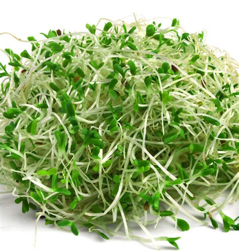 alfalfa caracteristicas  beneficios las plantas medicinales