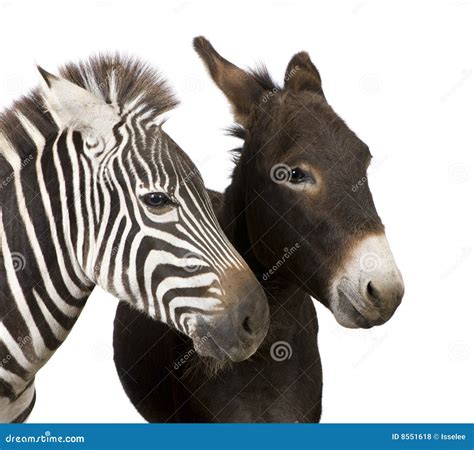zebra  donkey stock photo image  creature relationship