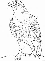 Faucon Coloring Falcon Falco Colorear Falcons Colorare Colorat Disegni Uccelli Aquila Pasari P34 Aquile Halcones Hawk Planse Crecerelle Lombardi Halcón sketch template