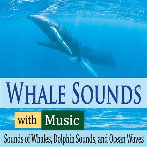 beluga whales with soft piano a song by robbins island music group