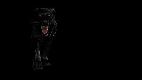 wild black panther stock footage video  shutterstock