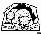 Hibernation Bear Coloring Bears Pages Oncoloring sketch template