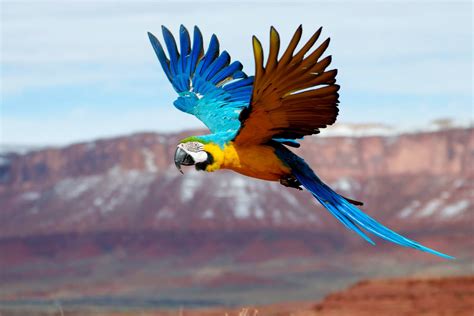 parrots flying   majestic parrot pet macaw parrot parrot toys pretty birds cute birds