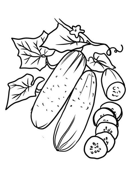 coloring pages vegetable cucumber coloring pages printable  kids