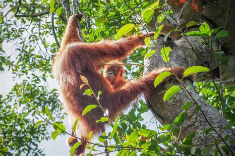Sex Specific Social Learning Prepares Young Orangutans For Adulthood