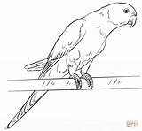 Parakeet Drawing Draw Coloring Parrot Rose Ringed Pages Parrots Step Drawings Rosella Printable Easy Tutorials Line Birds Parakeets Realistic Lorikeet sketch template