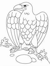 Aguila Colorear Escudo Aguilas sketch template